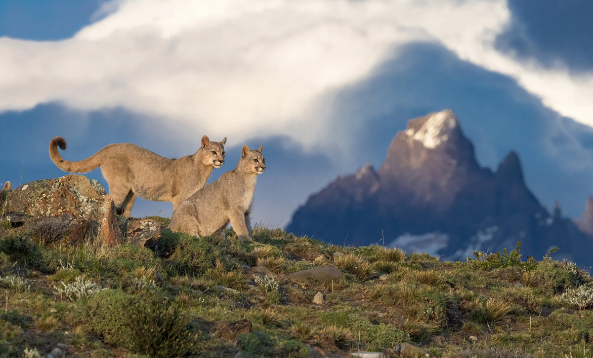 El Puma [Foto: WonderWild Nature]
