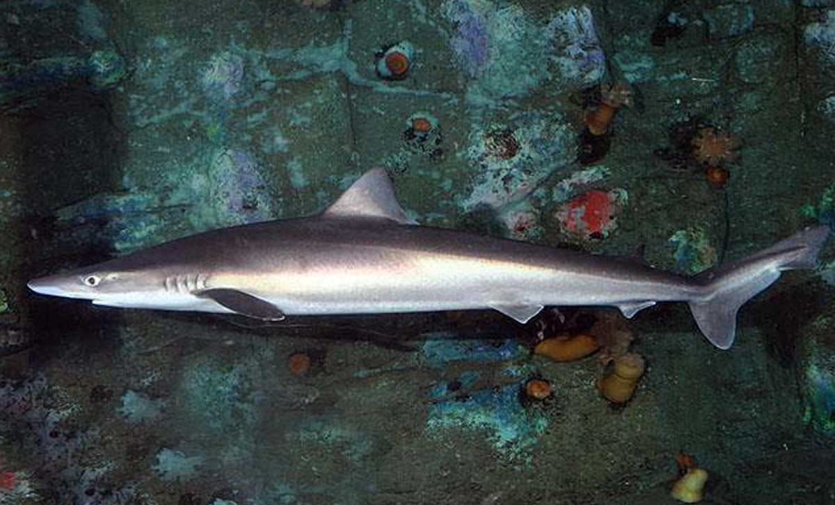 Tiburón Vitamínico [Foto: Wikipedia]