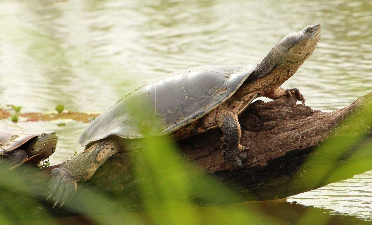 Tortuga Cabeza de Sapo de Hilaire [Foto: LosAliadoS]