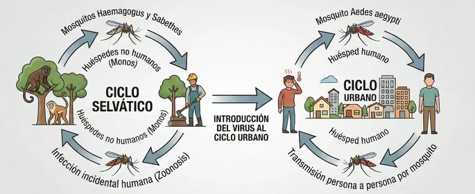Ciclo de transmisión de la Fiebre Amarilla. [Imagen: Tua Saúde]