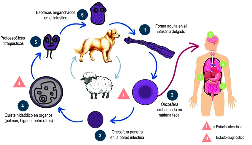 Ciclo de vida del parásito Echinococcus granulosus. [Imagen: ResearchGate]