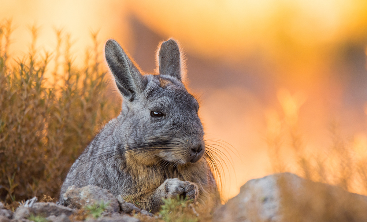 Vizcacha [Foto: Vicente Valdés G. / Ladera Sur]