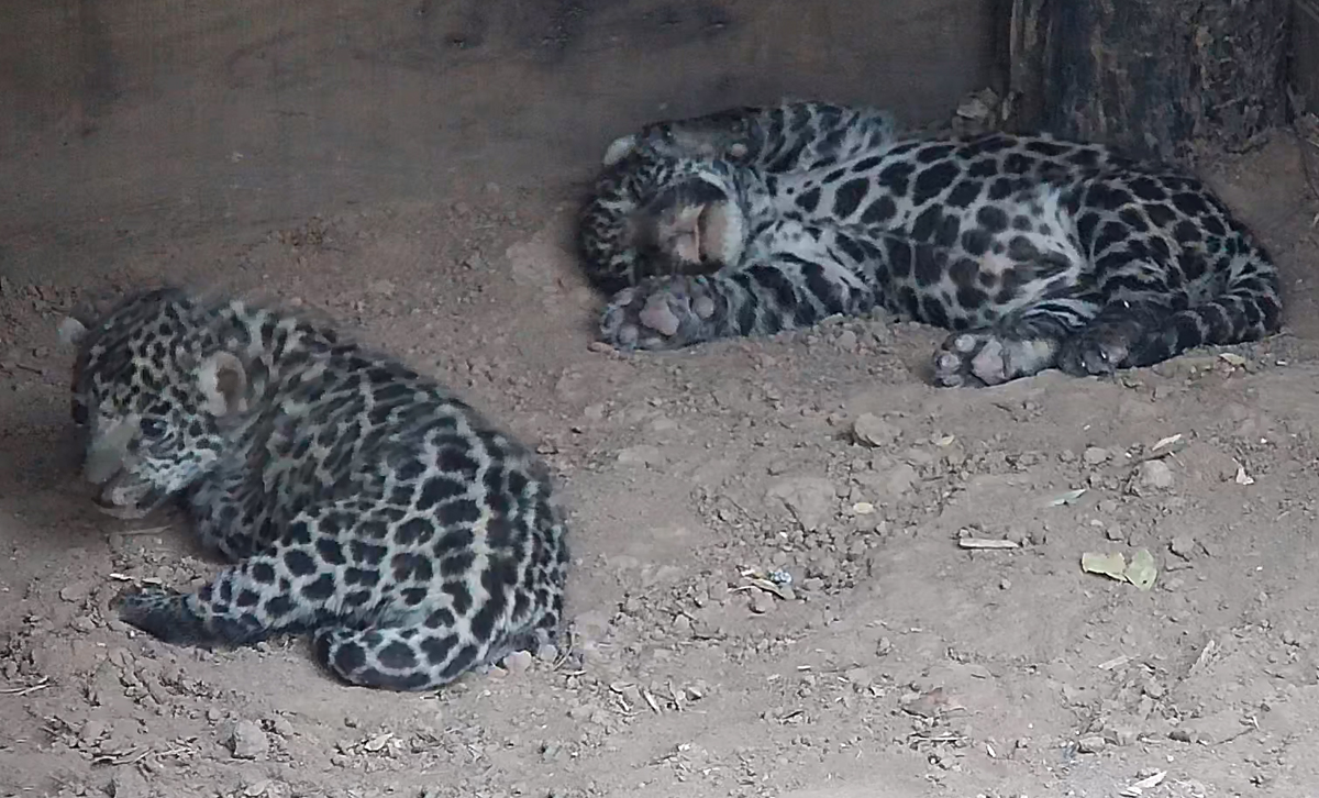 Cachorros de yaguareté en el Parque Nacional El Impenetrable