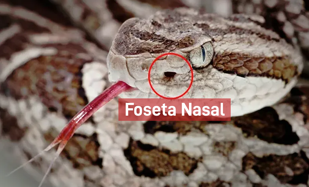 Cabeza de una yarará mostrando la foseta loreal, órgano que poseen solo las víboras y que les permite detectar temperatura. Esto sirve para diferenciarlas de todas las otras serpientes. [Foto: TodoJujuy]