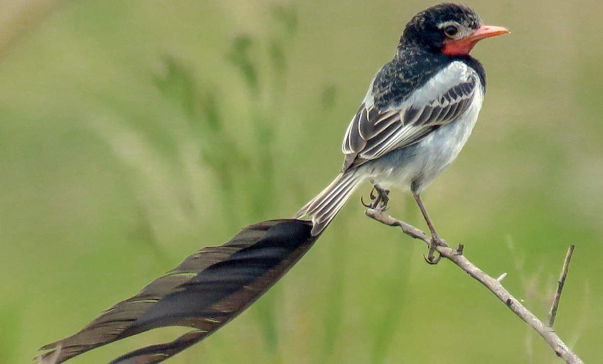 Yetapá de Collar [Foto: eBird]